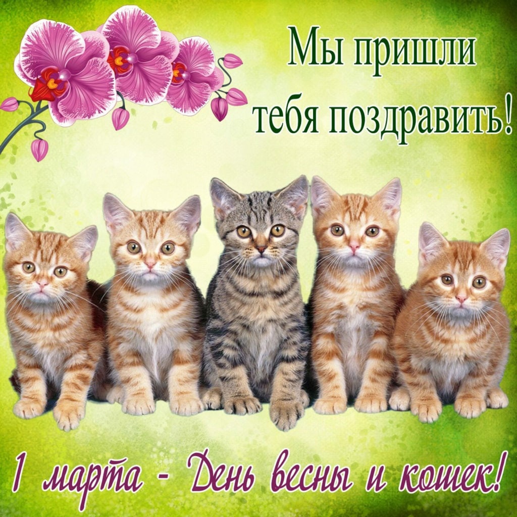 Благотворительная акция к Международному дню кошек.